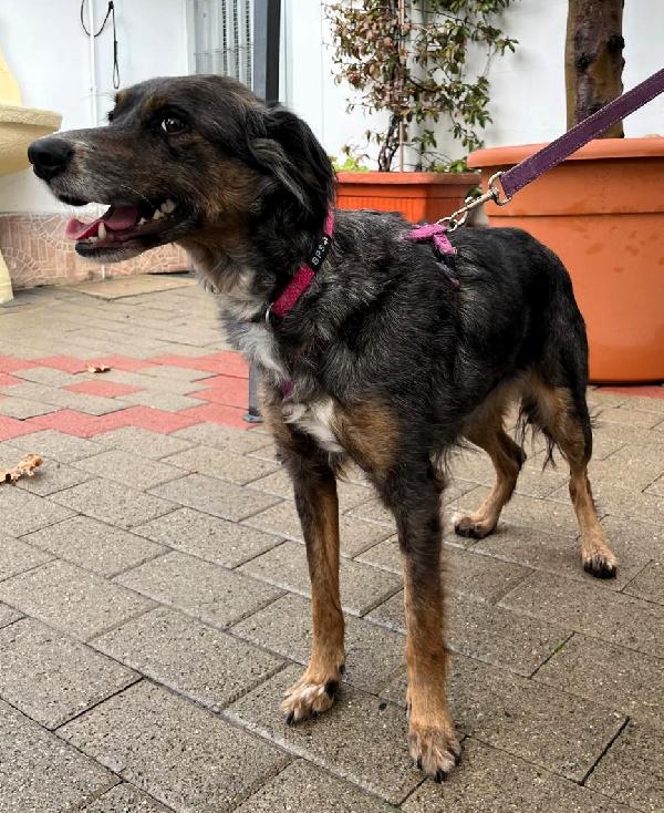 LILY DOLCISSIMA CAGNOLINA Foto 3